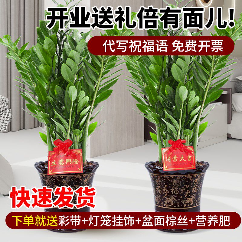 金钱树盆栽客厅大花盆旺宅树办公室内大型好养绿植物乔迁摇钱串子