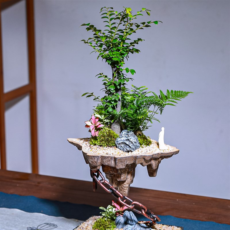 悬浮款天空之城文竹小叶紫檀盆景室内常绿植物名贵花卉好养盆栽