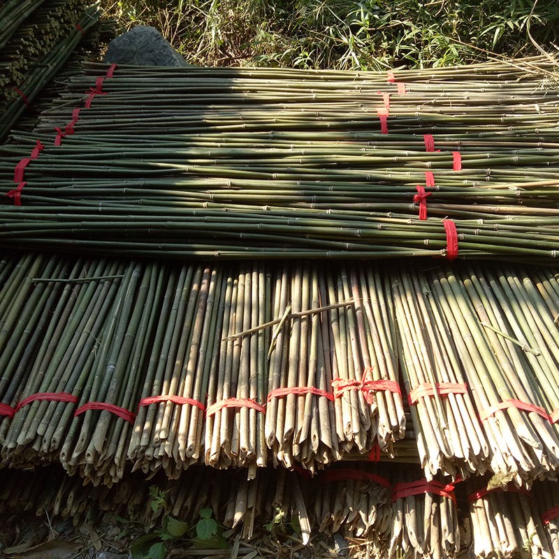竹竿菜园搭架瓜果种菜爬藤撑树竹杆旗杆跳舞粗细青竹子晾衣杆