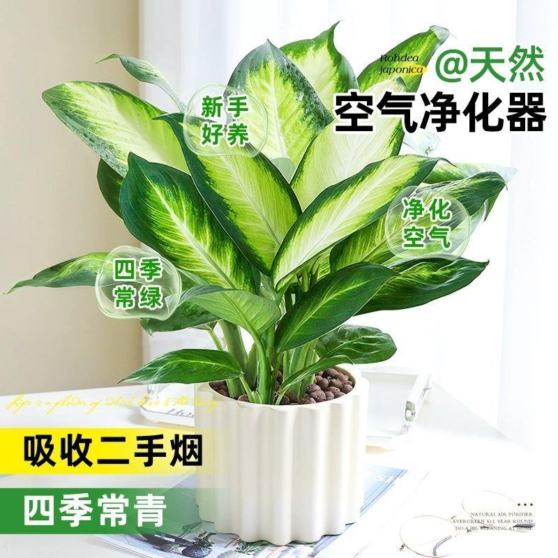 玛丽安粉黛万年青银皇后大盆栽大颗绿植室内客厅桌面好养四季常青