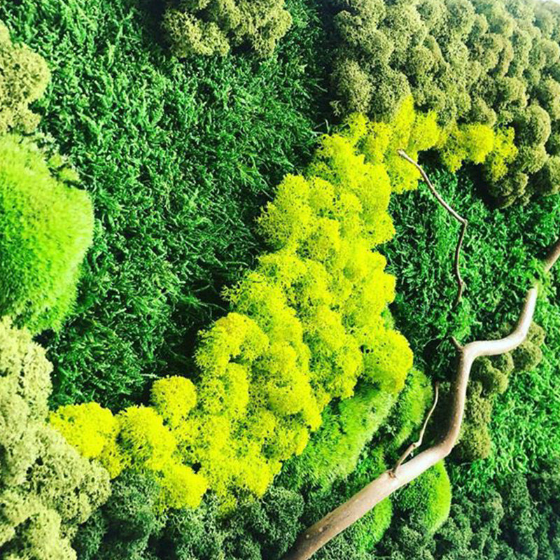 仿真青苔永生苔藓植物墙面鹿角藓白发藓大灰藓室内微景观造景草坪