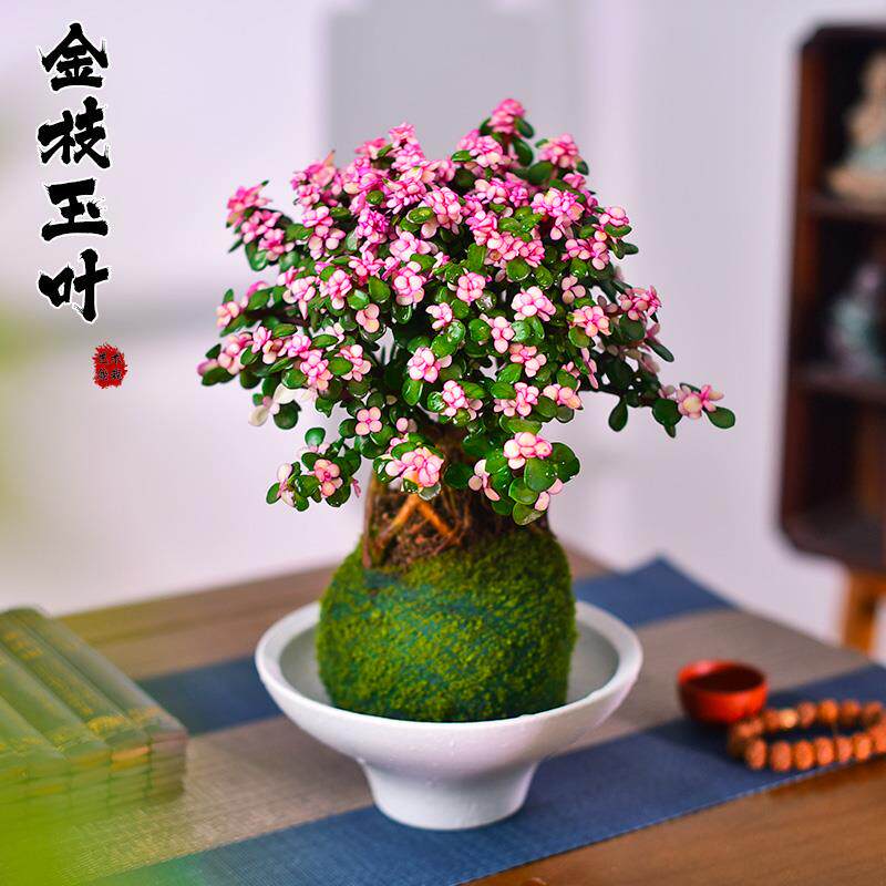 金枝玉叶盆栽室内盆景多肉绿植懒人好养办公客厅盆景植物摆件送礼