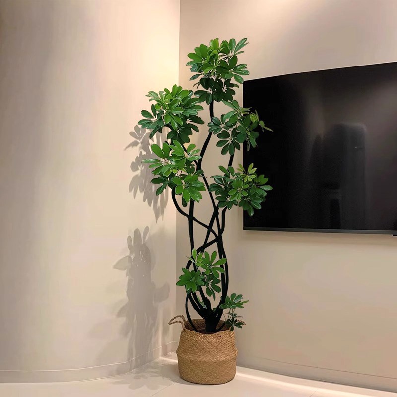 鸭脚木客厅大盆栽造型物植落地式好养真花高级感新家绿植室内大型