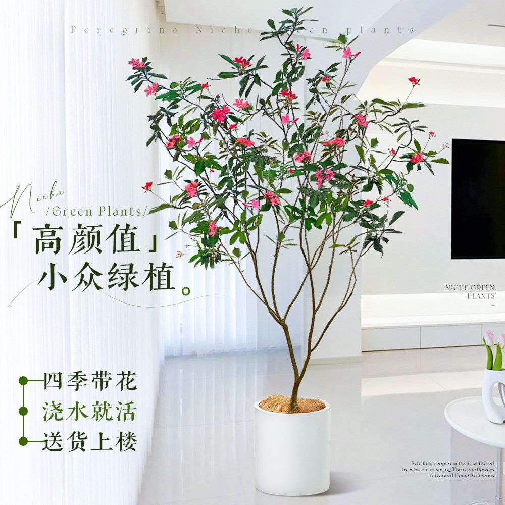 琴叶珊瑚盆栽客厅大花盆办公室内好养落地式大型绿植四季常青植物