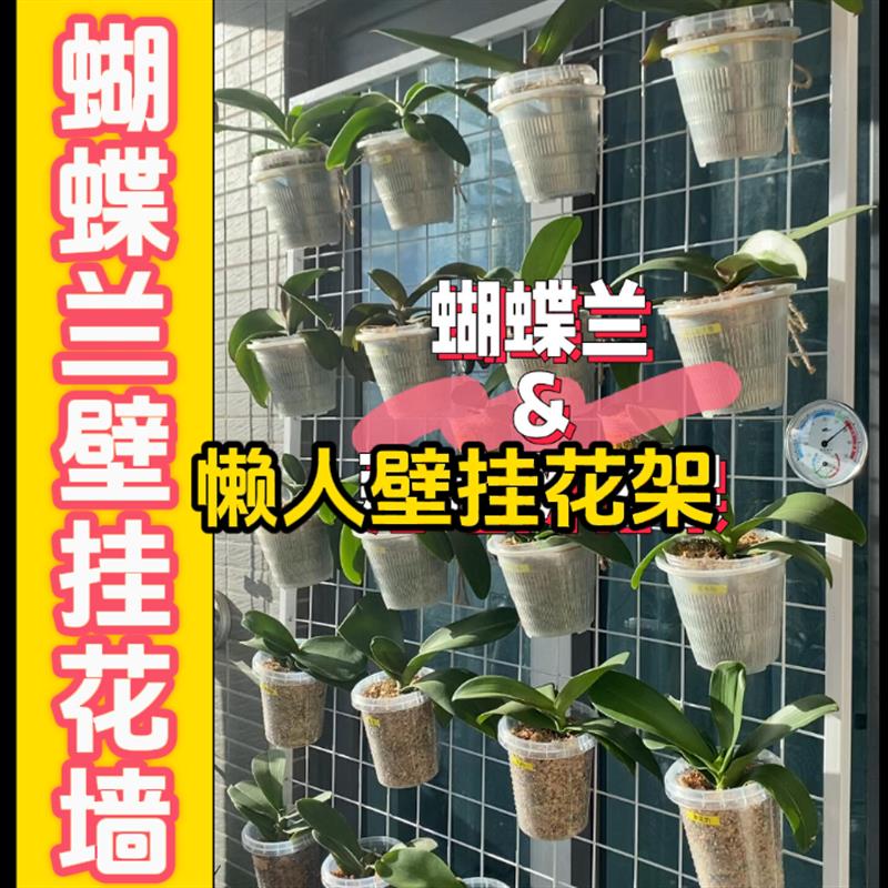蝴蝶兰专用花架可移动悬挂墙网格托架小型阳台窗台兰花铁艺壁挂架图片