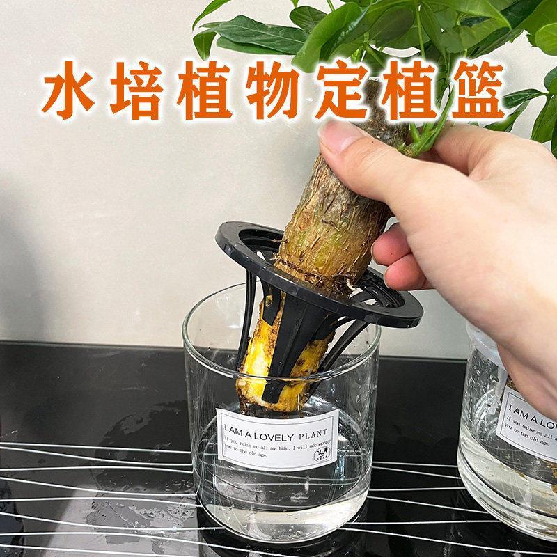 水培定植篮养发财树观音竹红薯绿植物固定支撑塑料架子花卉控根器