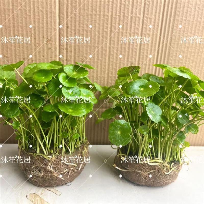 铜钱草金钱草水培植物办公室桌面水养绿植室内四季常青花卉盆栽