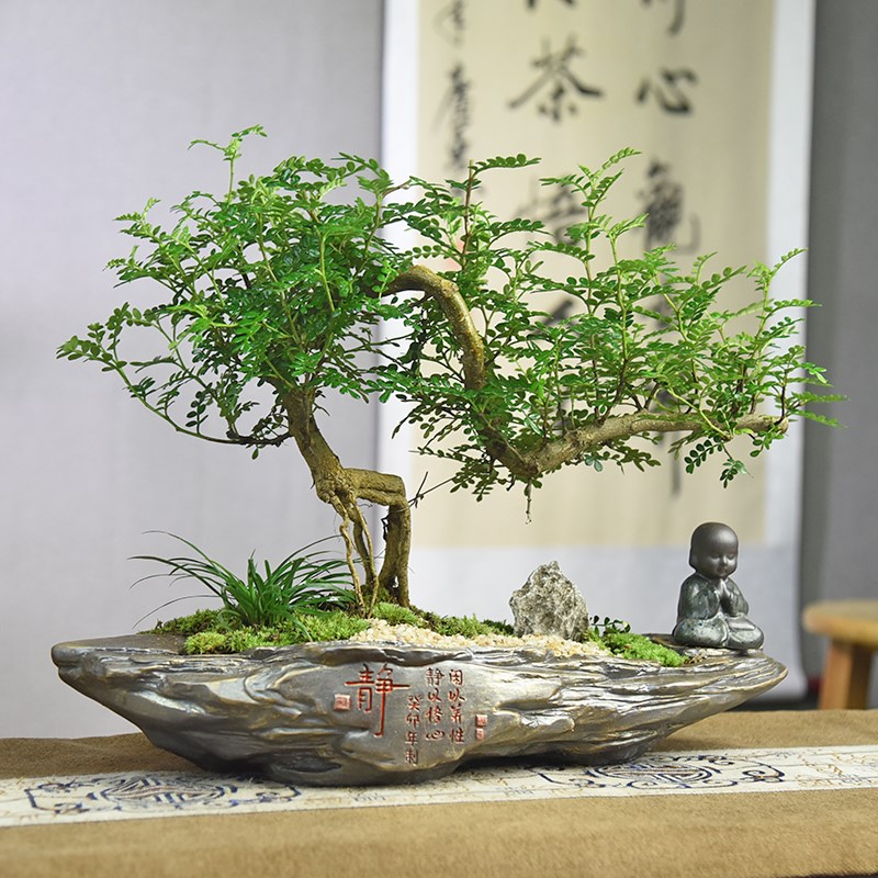 禅意/意境 飘枝清香胡椒木盆栽造型中式古风植物室内观赏盆景绿植