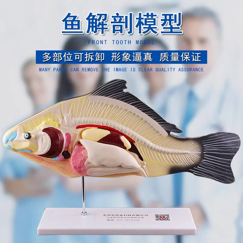 可普 鱼解剖模型内脏可拆卸初高中生物教学演示教具生物动物模型