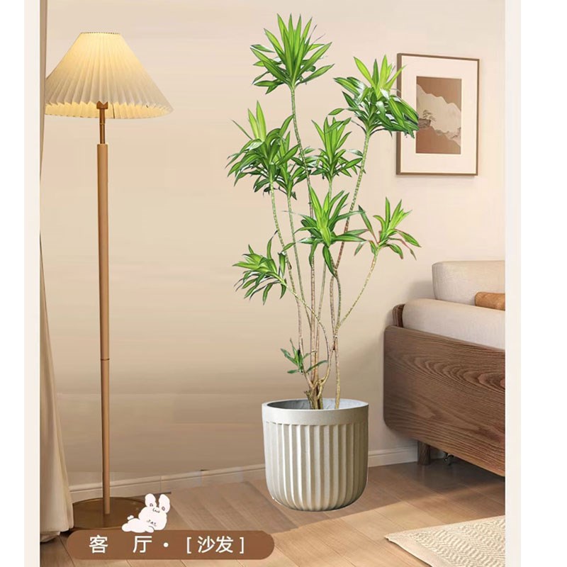 百合竹大型室内绿植办公室客厅落地盆景吸甲醛四季常青好养造型树