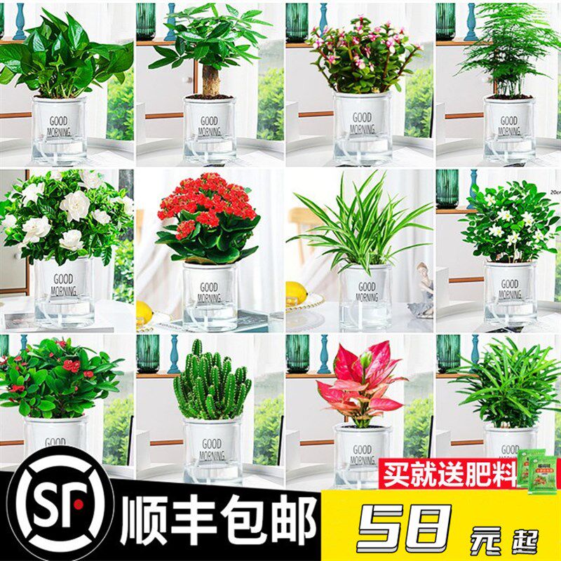 水培植物绿萝箩发财树多肉花卉绿植物室内小盆栽富贵竹文竹栀子花
