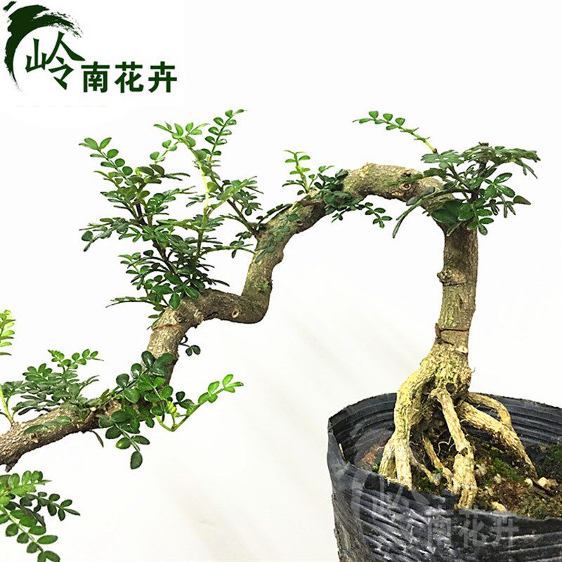 清香型木盆景室内桌面小型盆景紫檀九里香小叶福建茶老桩盆景树桩