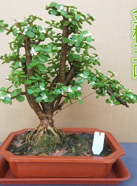 金枝玉叶树桩盆景 花卉盆栽室内阳台多肉植物 带花发货易养易活