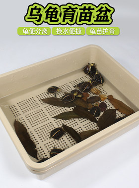 小乌龟育苗盆饲养缸隔离盒发色盒加大白龟缸黄缘龟巴西龟鳄龟通用