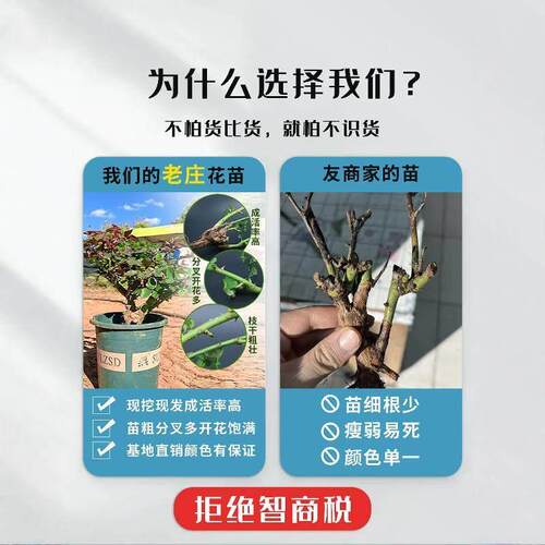 玫瑰花树苗老桩月季花苗灌木大花盆栽室内外开特大花浓香老根绿植