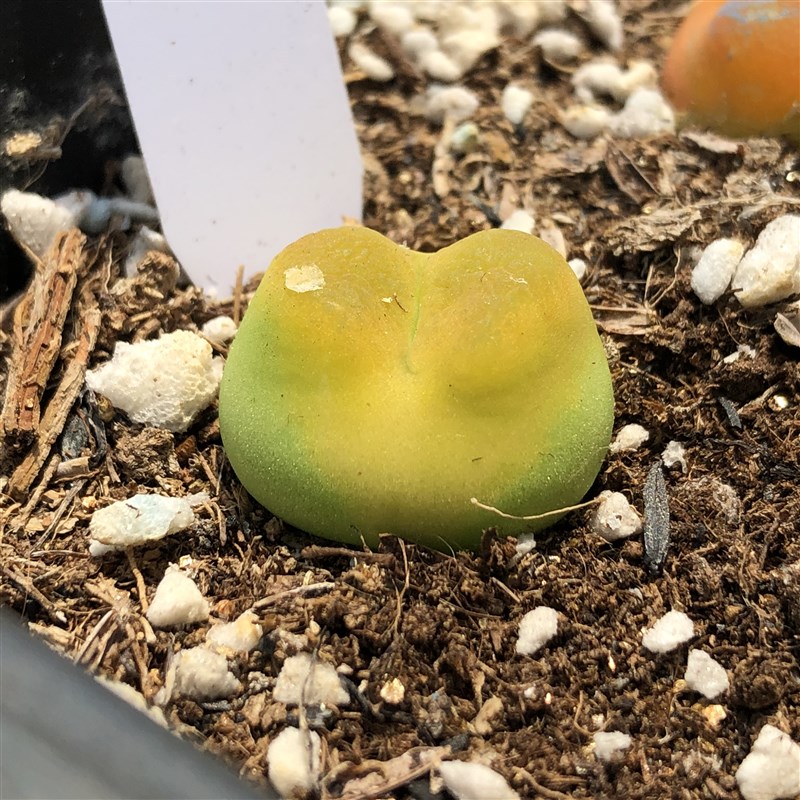 毛汉尼肉锥 多肉植物品质红宝石水蜜桃蟠桃母本优选一物一拍