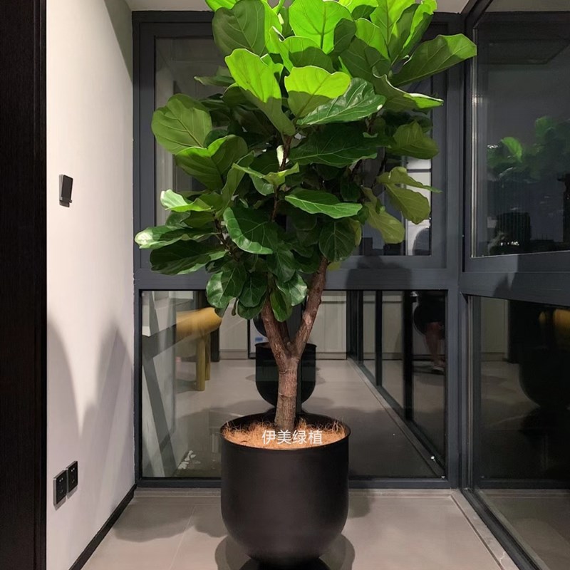 琴叶榕棒棒糖大型盆栽室内净化空气 落地式观叶绿植植物 适合办公图片