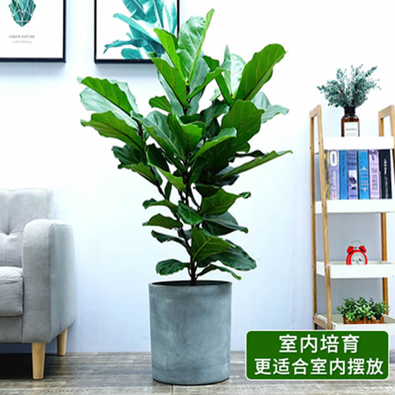 琴叶榕盆栽武汉室内网红绿植客厅阳台净化空气吸甲醛花卉植物