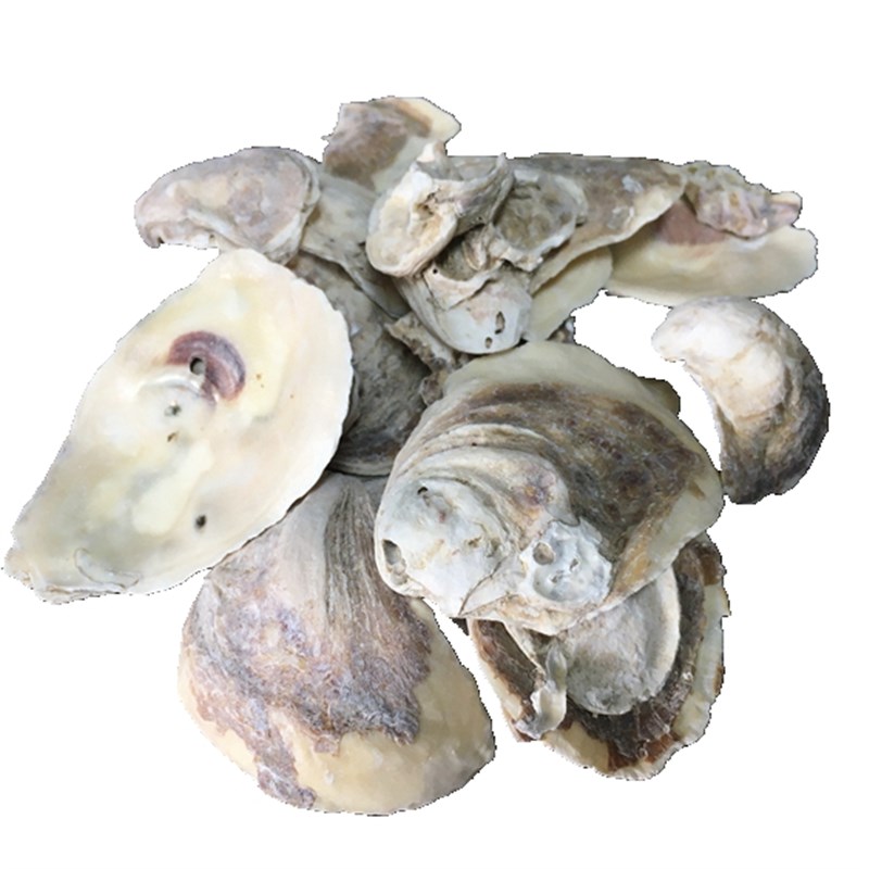 蚝壳滤材鱼缸锦鲤池过滤材料牡蛎壳鱼池降PH值火烧生蚝壳稳定水质