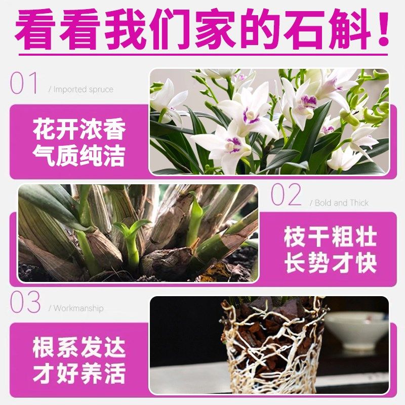 紫云石斛兰室内盆栽现带花出售淡香兰花好养绿植物桌面花卉办公室