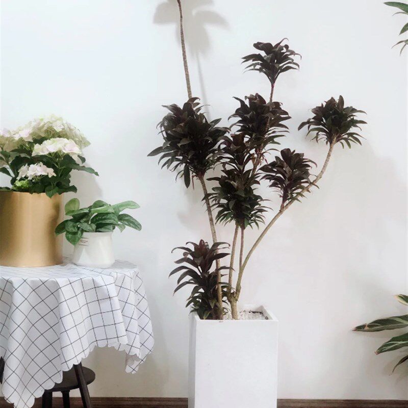 造型鸭脚木盆栽招财树 橡皮树吸甲醛植物室内办公室阳台客厅绿植