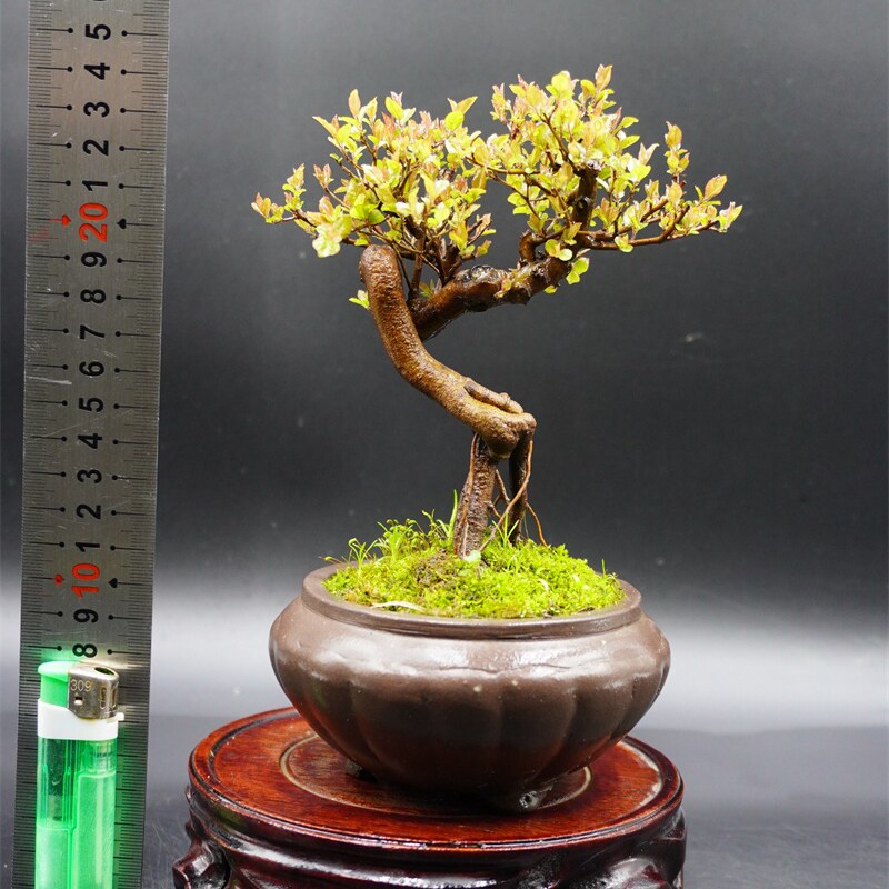 雀梅盆栽 小叶红芽雀梅盆景 童子功老桩 办公室桌面 趣味绿植微型