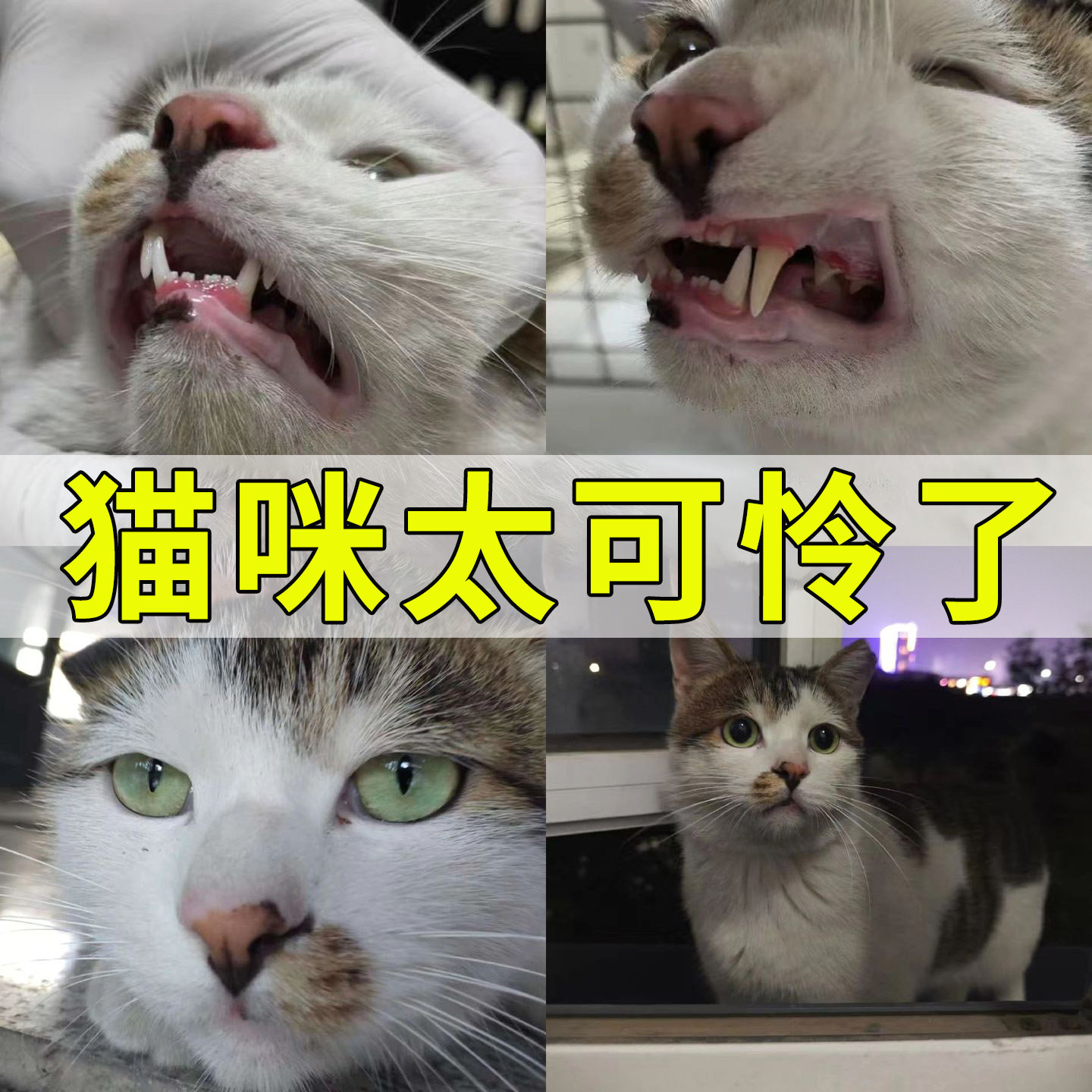 猫咪口特效炎猫咪流口水消牙龈红肿杯状牙龈炎肉芽肿痛病毒专用
