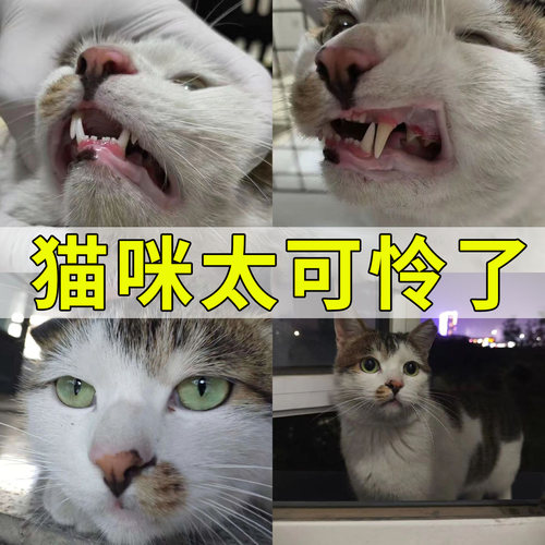 猫咪口特效炎猫咪流口水消牙龈红肿杯状牙龈炎肉芽肿痛病毒专用