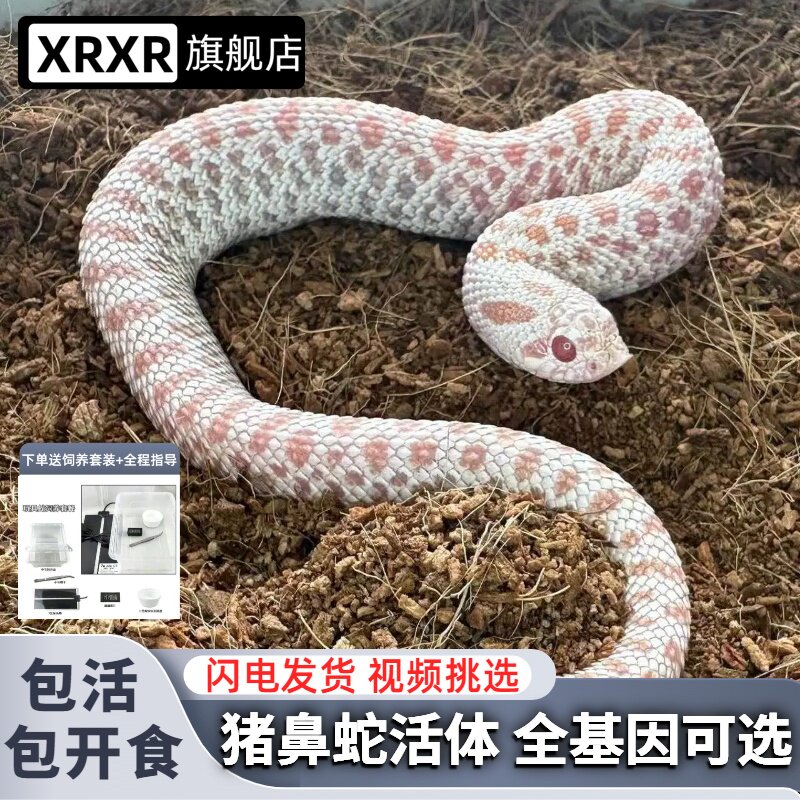 猪鼻蛇活体宠物蛇包活包开食视频挑选全基因可选温顺无毒爬宠异宠