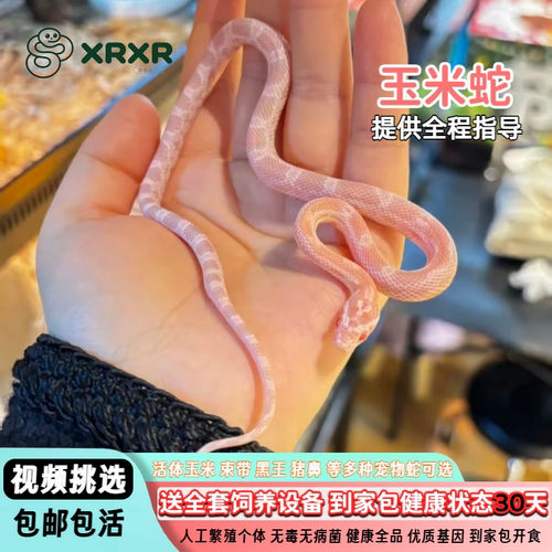 活体黑王蛇玉米蛇猪鼻蛇束带蛇温顺无毒