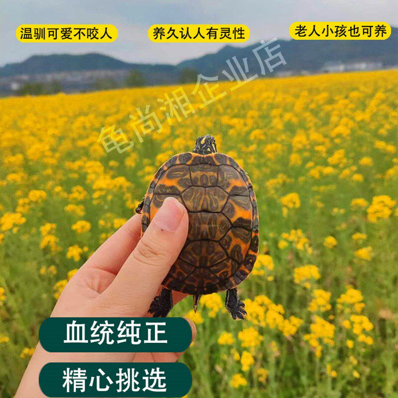 乌龟火焰龟宽纹吃菜宠物龟素食深水龟活体活物红腹鱼缸龟家养乌龟