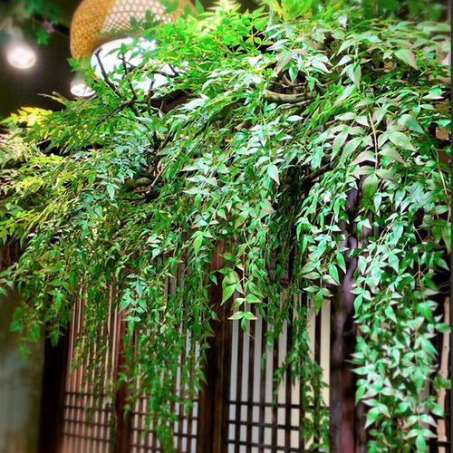 仿真南天竹壁挂植物墙面造景爬藤悬挂绿植藤条假花藤蔓植物