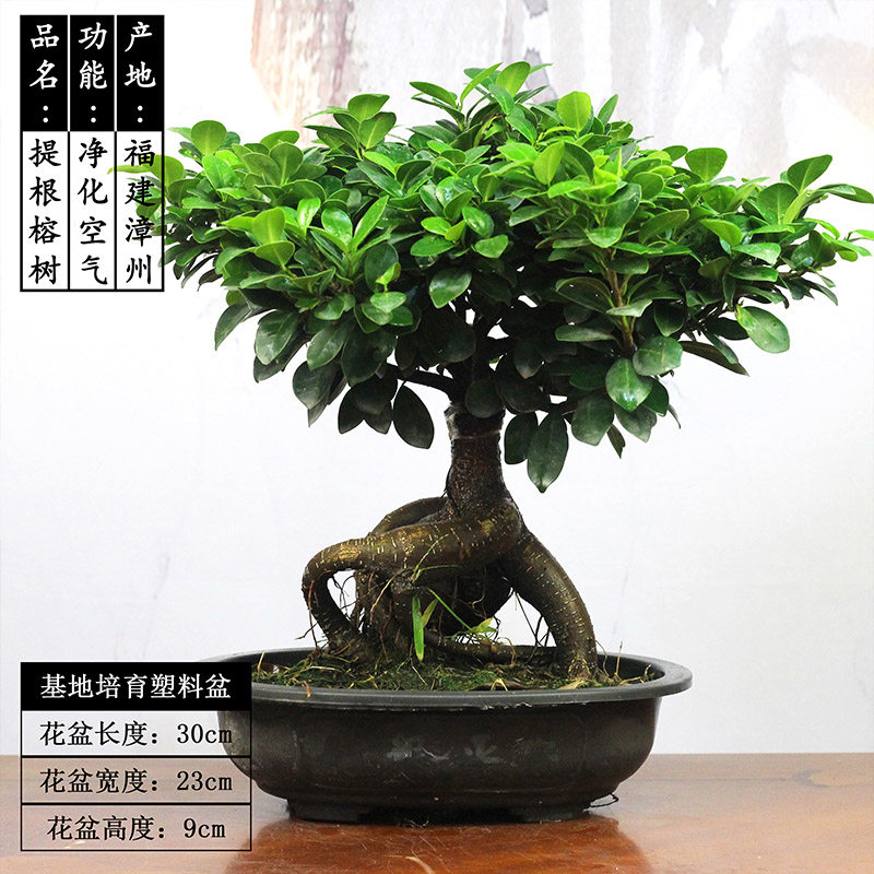 金钱榕盆栽绿植花卉大8字老桩造型s弯摇钱树植物小叶人参榕树盆景