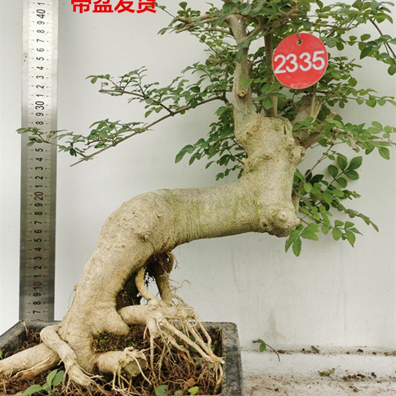对节白蜡盆景高提根根抱石成型一物一拍悬崖老桩怪桩实物带盆包邮