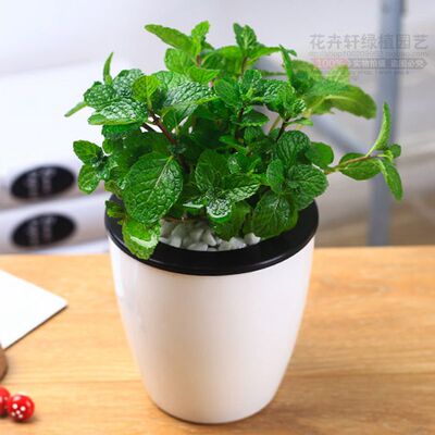 食用柠檬薄荷夏季水培盆栽消暑驱蚊草碰碰香电脑宝贝提神植物易活