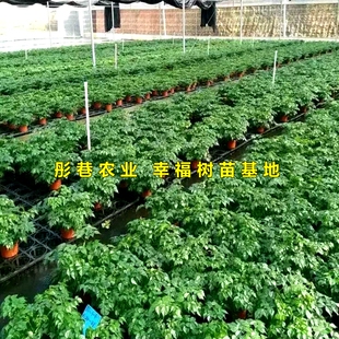 幸福树专用土大型绿植花卉通用型营养土酸性透气好绿宝易生根精选