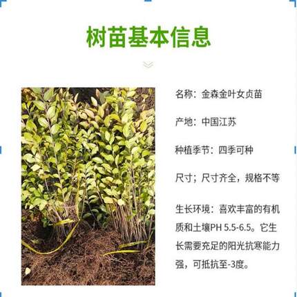 金叶女贞小叶女贞树苗北方工程绿化苗观叶常绿灌木庭院绿篱色块苗