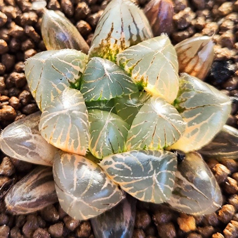 十二卷赤线玉露锦5厘米,实物拍照,带盆土发货,包邮。