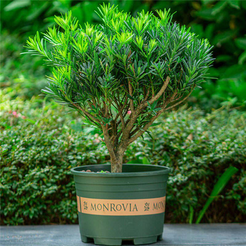 罗汉松盆栽树苗庭院阳台好养易活植物花卉净化空气观叶绿植小盆景