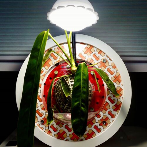 [圆型画框面板]蝴蝶兰种植板鹿角蕨挂板上墙自吸水板植植物画框