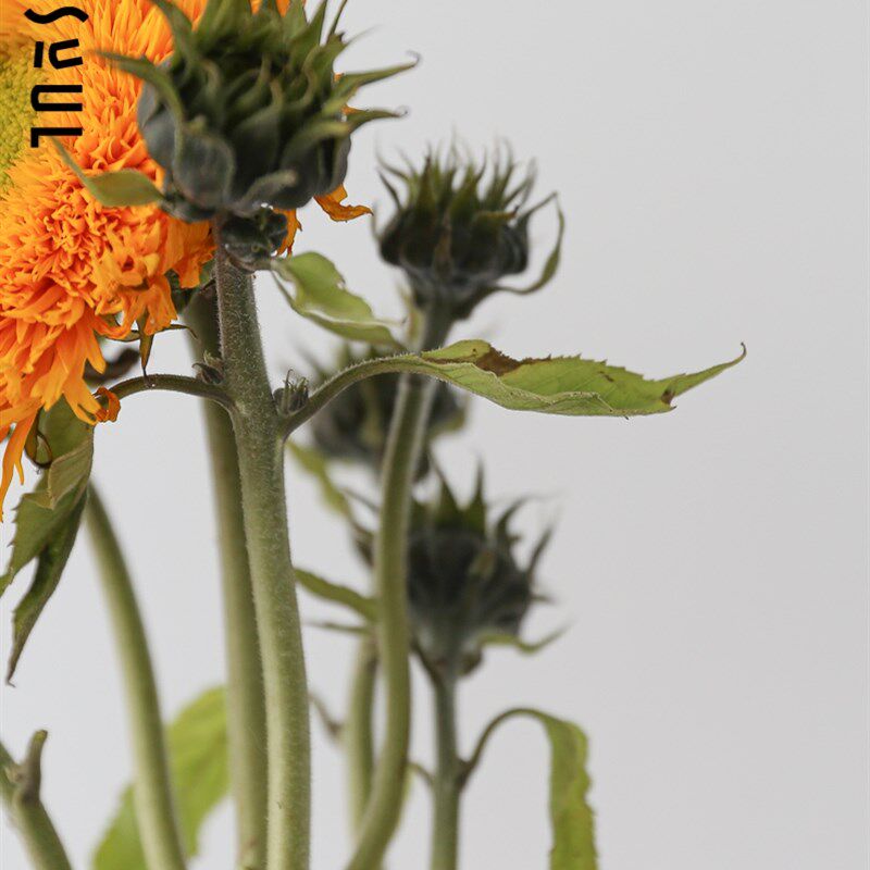 梵高向日葵泰迪重瓣向日葵多头野奢鲜花生活鲜花观赏期长情人节