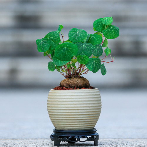 山乌龟盆栽植物花卉适合室内客厅办公室桌面好养小绿植小盆景摆件