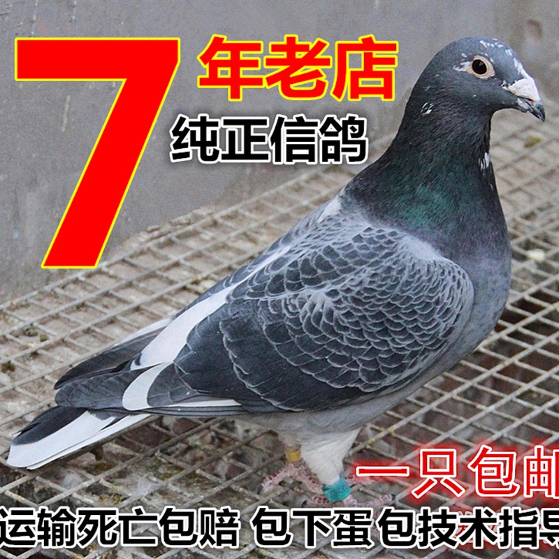 成绩鸽 信鸽 赛鸽 鸽子 活体 天落鸟 公棚 特比环 李鸟 吴淞鸽