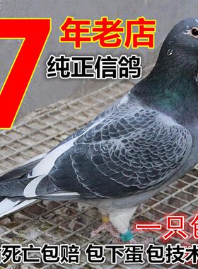 成绩鸽 信鸽 赛鸽 鸽子 活体 天落鸟 公棚 特比环 李鸟 吴淞鸽
