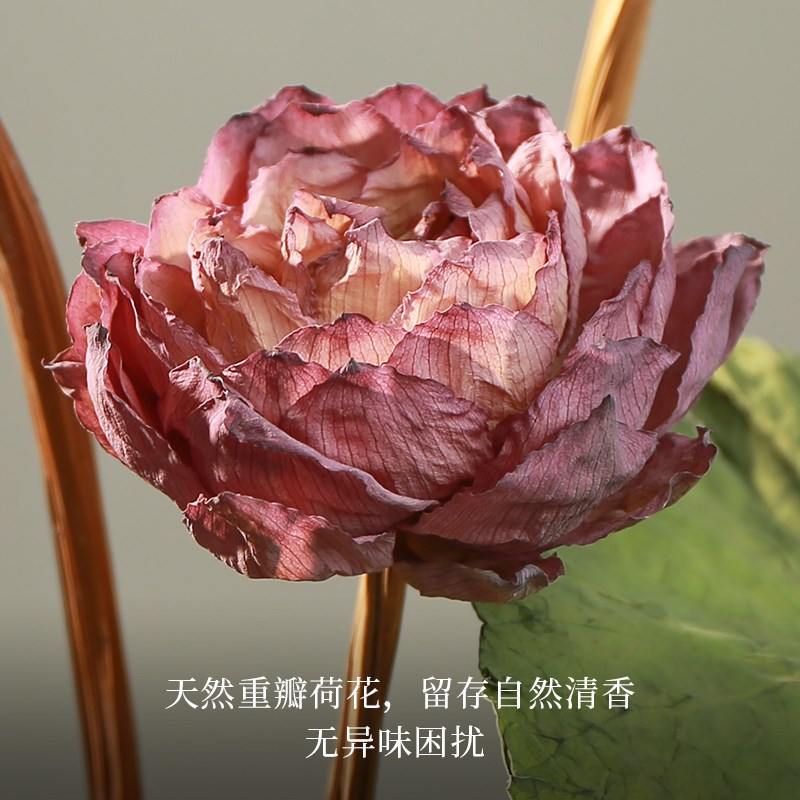 真花风干天然干花荷花荷叶莲蓬花束客厅桌面装饰摆件诧寂风永生花