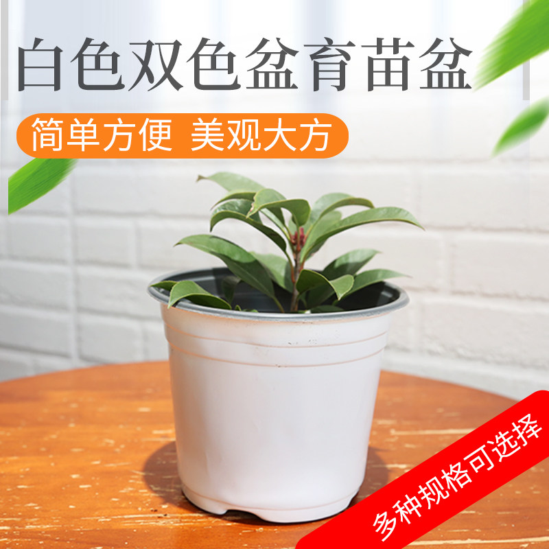 白色双色盆育苗盆加厚塑料大号一次性简易花盆营养钵育苗杯营养杯