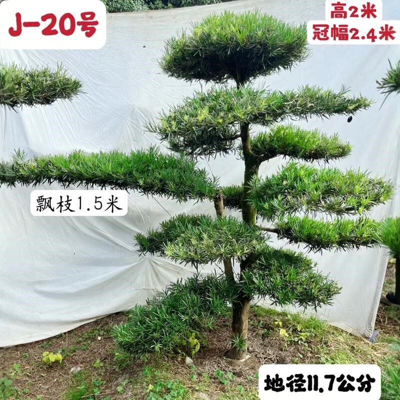 2024新款精品造型迎客罗汉松别墅庭院名贵花卉树苗J区高1.8-2.6米