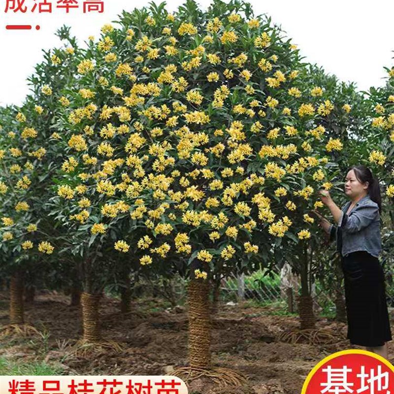 北方耐寒桂花树苗大树金桂花庭院绿化植物四季别墅景观树盆栽室外