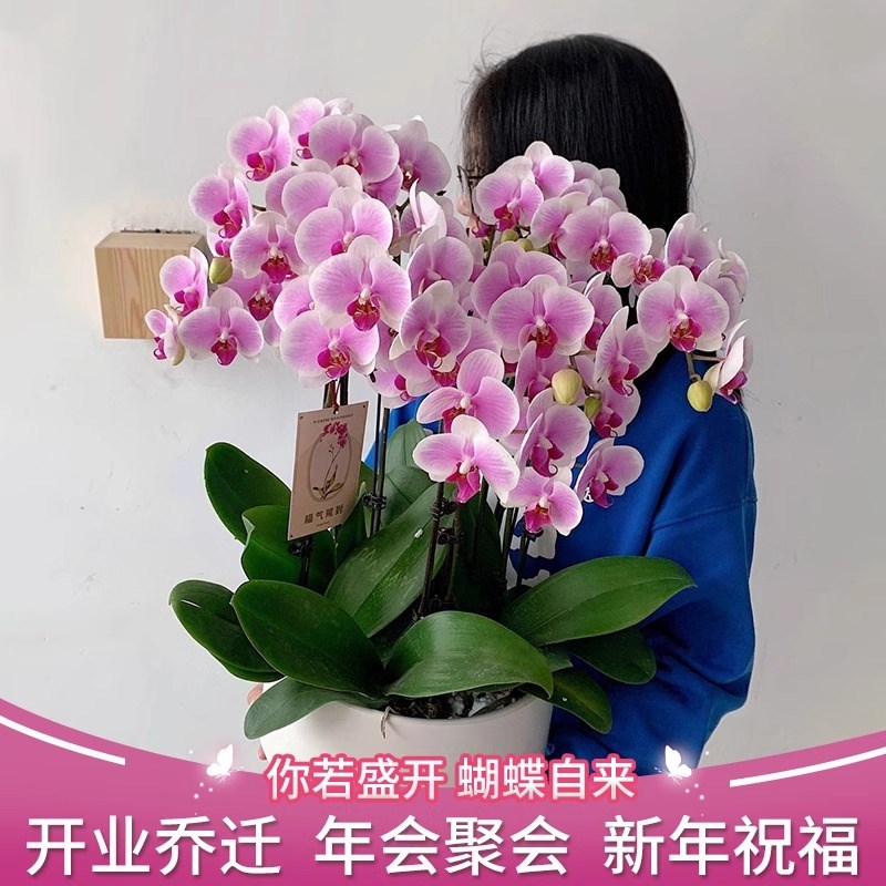 蝴蝶兰盆栽带花成品全国同城配送大花蕙兰鲜花速递年宵花乔迁开业