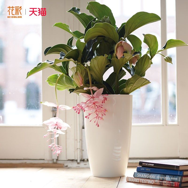 花彩宝莲灯高级绿植超长花期小众高端观叶室内植物热带节日盆栽